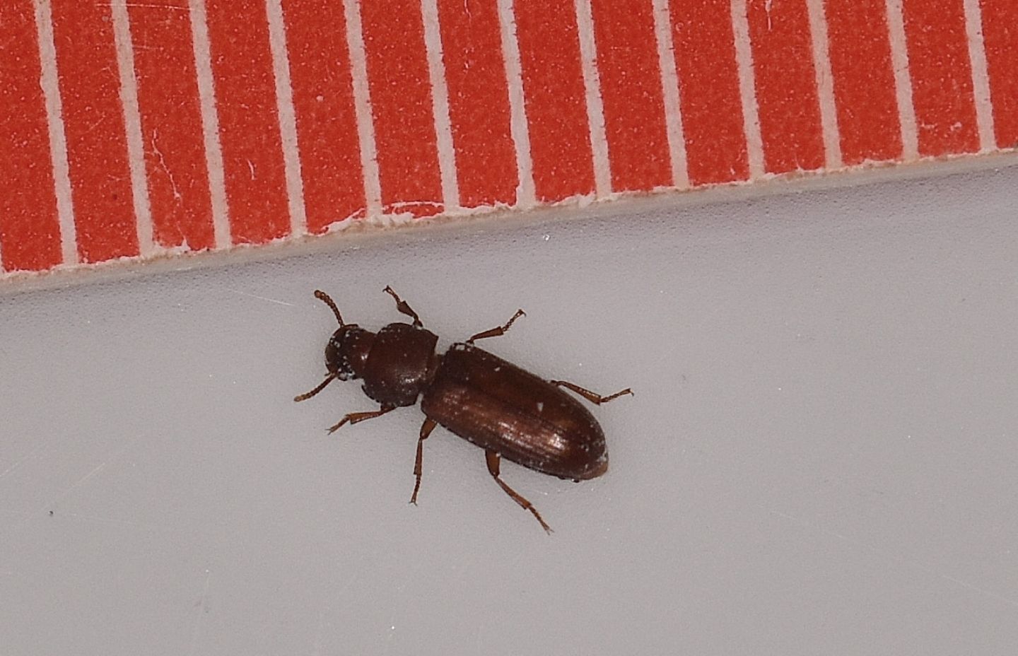 Nella farina: Tribolium sp. (Tenebrionidae)