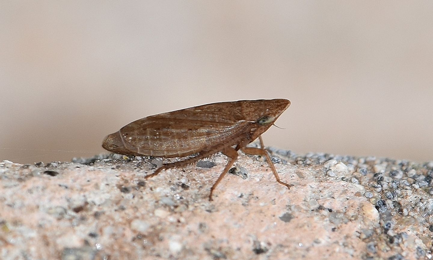 Cicadellidae: Aphrodes sp.