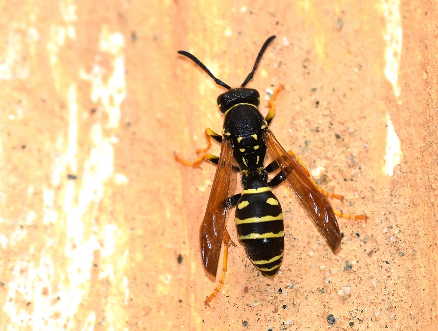 Quale Polistes? Polistes biglumis