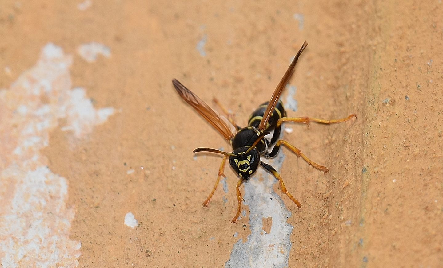 Quale Polistes? Polistes biglumis