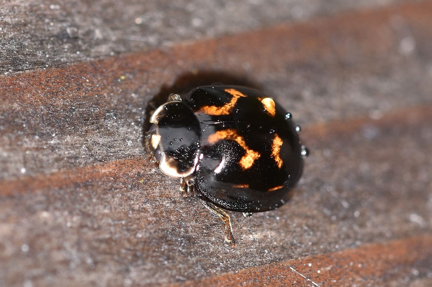 Foggia insolita di una coccinella: Exochomus quadripustulatus.. anzi no, Harmonia axyridis