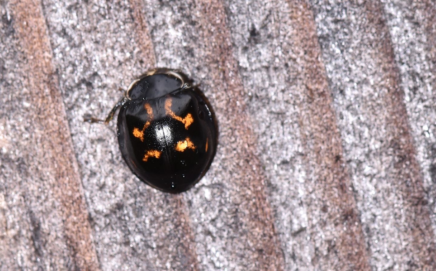 Foggia insolita di una coccinella: Exochomus quadripustulatus.. anzi no, Harmonia axyridis