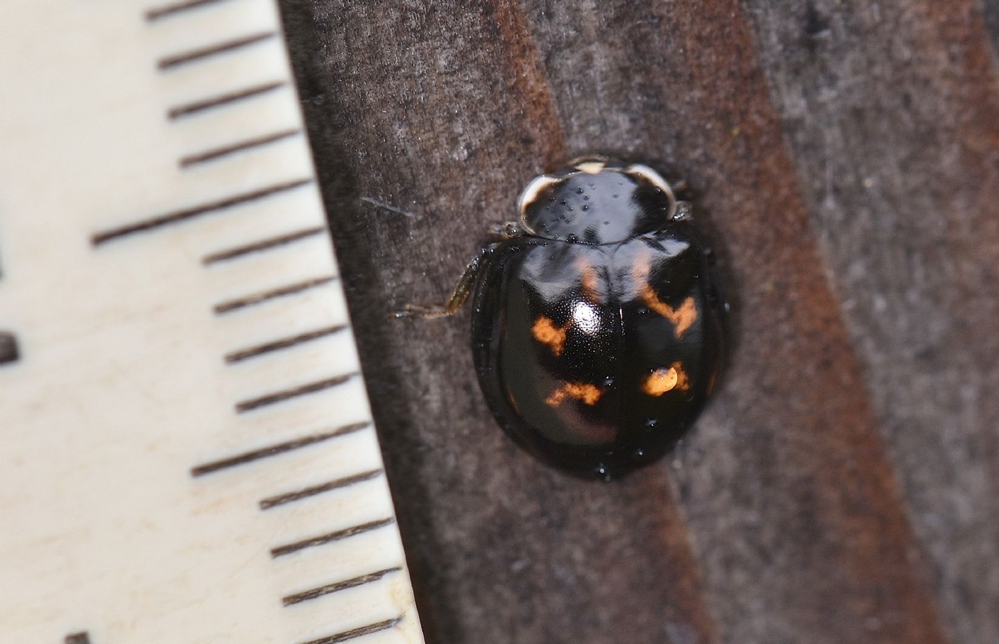 Foggia insolita di una coccinella: Exochomus quadripustulatus.. anzi no, Harmonia axyridis