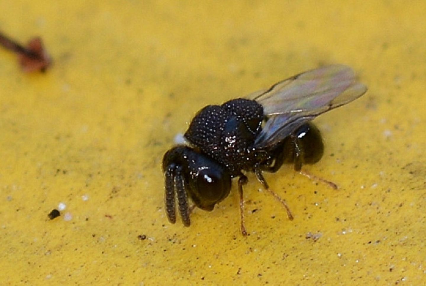 strano da id: cfr. fam. Perilampidae