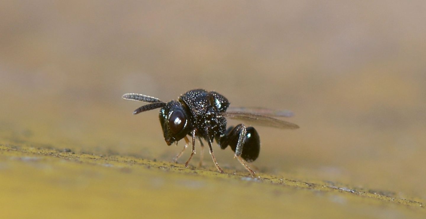 strano da id: cfr. fam. Perilampidae