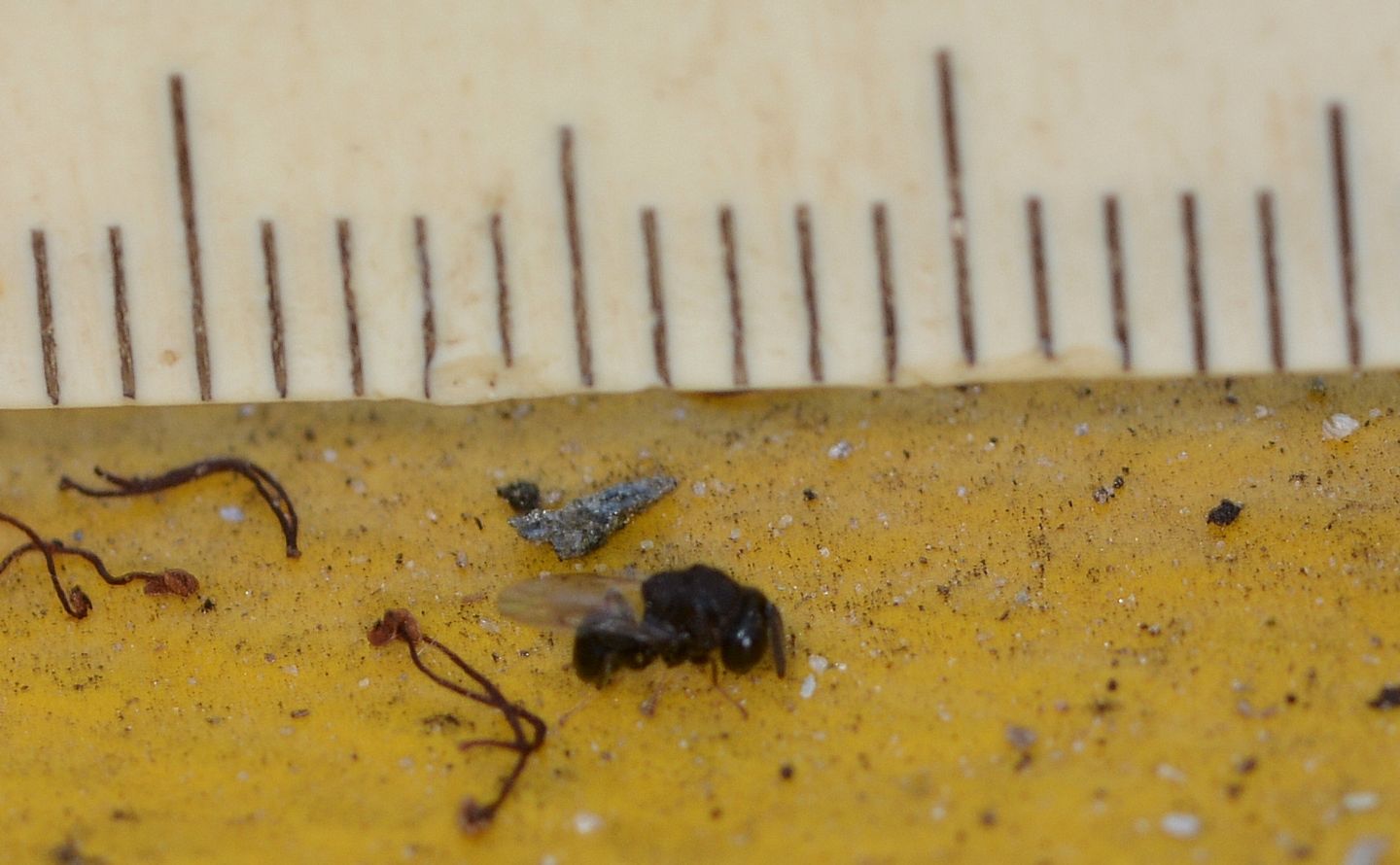 strano da id: cfr. fam. Perilampidae
