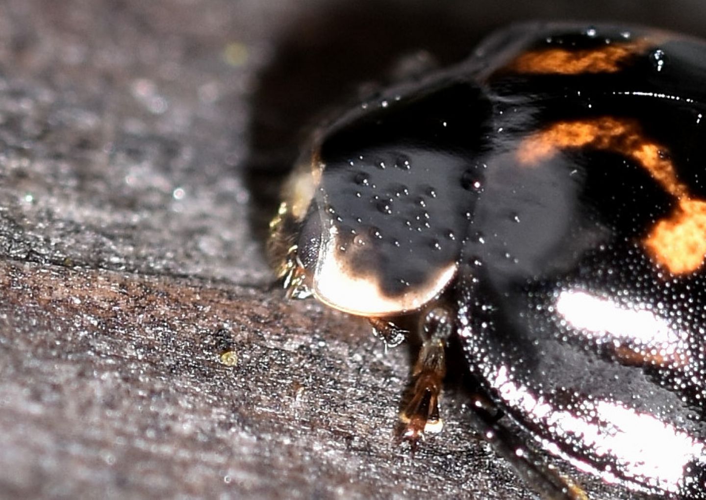 Foggia insolita di una coccinella: Exochomus quadripustulatus.. anzi no, Harmonia axyridis