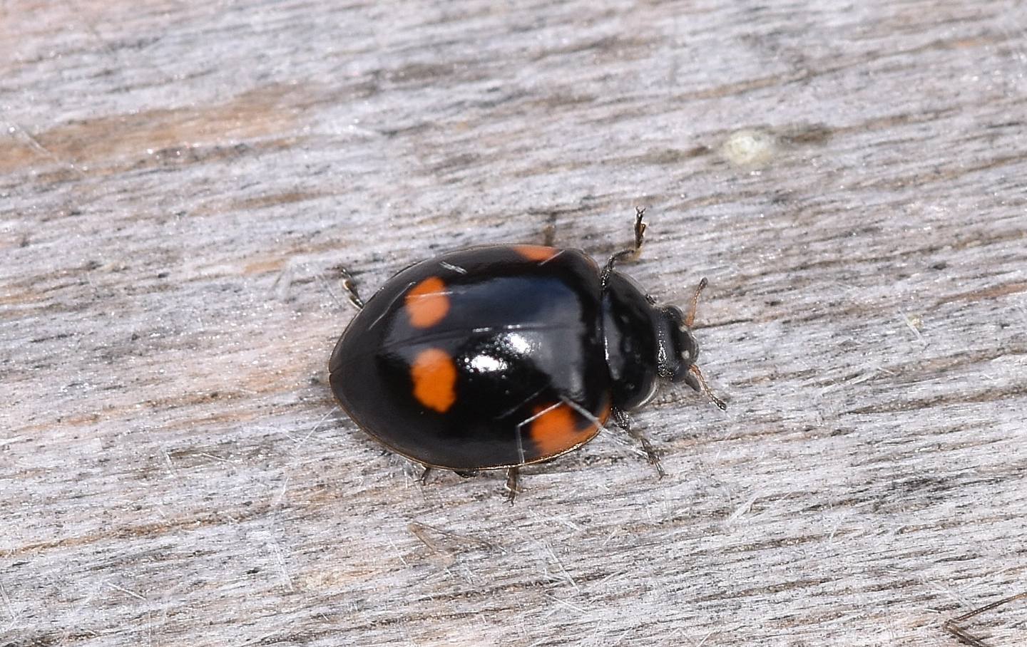 altra coccinella: cfr. Exochomus oblongus