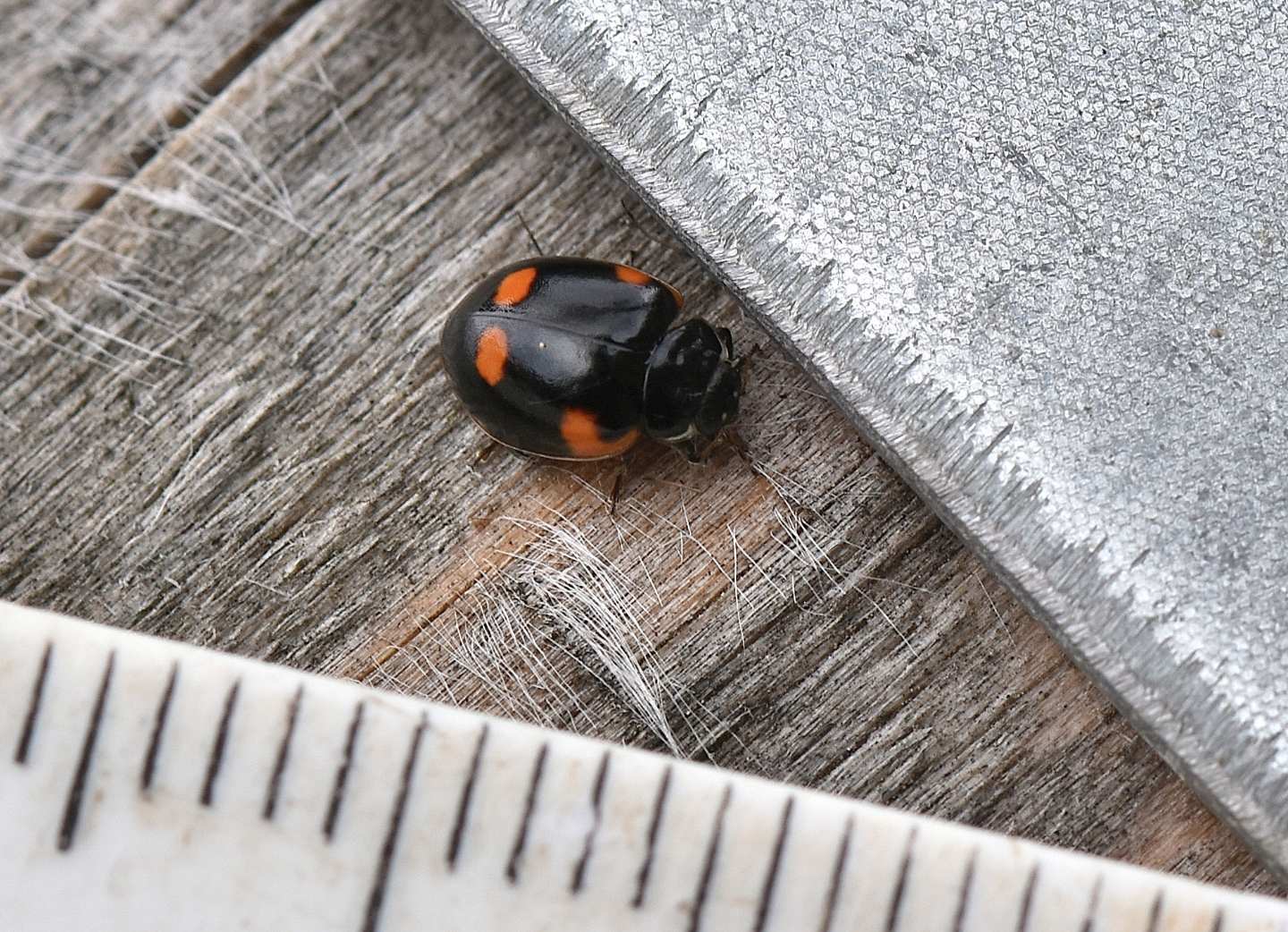 altra coccinella: cfr. Exochomus oblongus