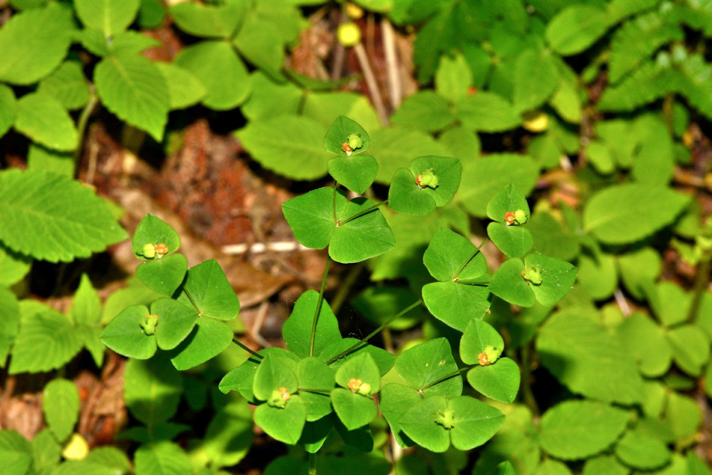 Che Euphorbia  ?  Euphorbia dulcis