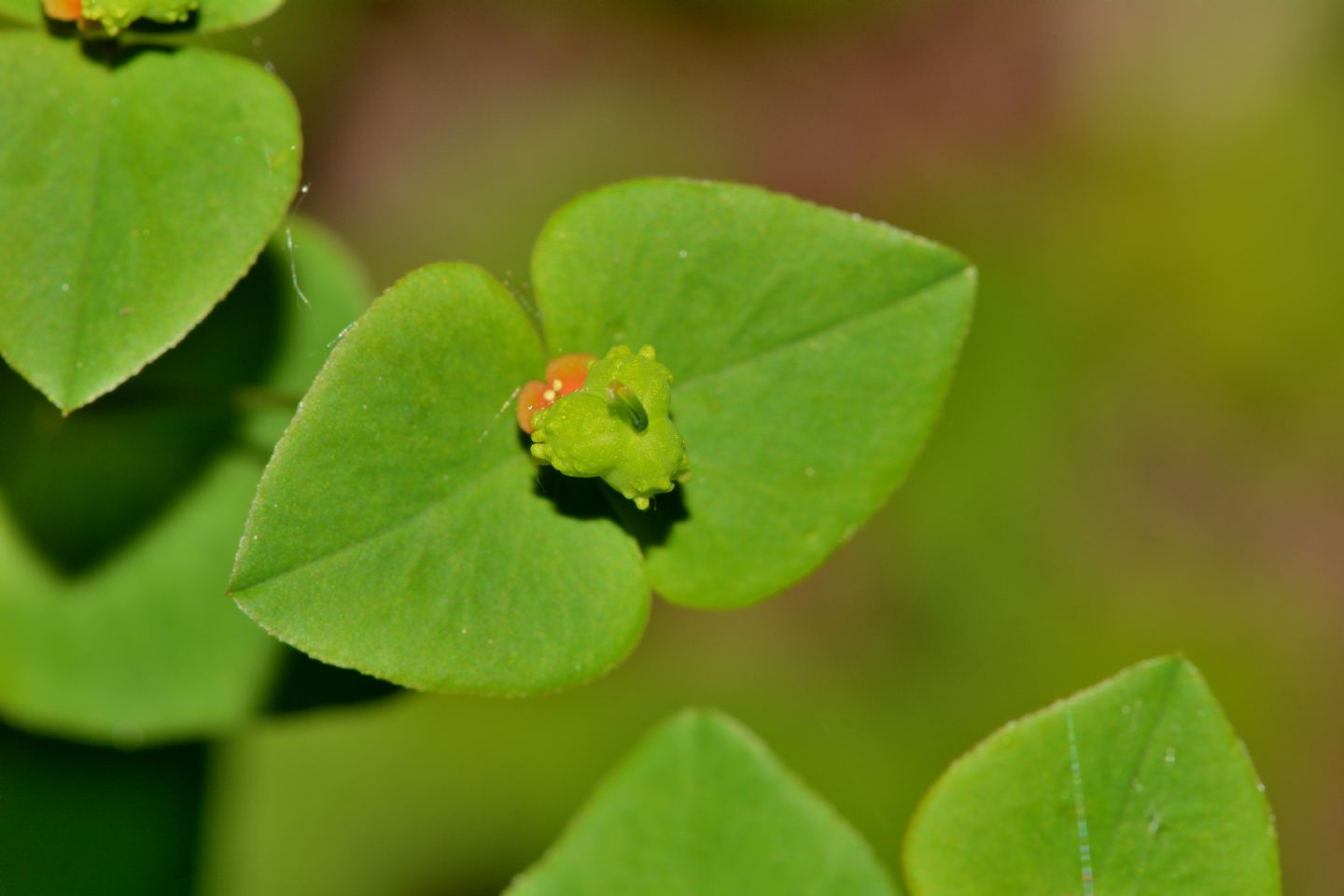 Che Euphorbia  ?  Euphorbia dulcis