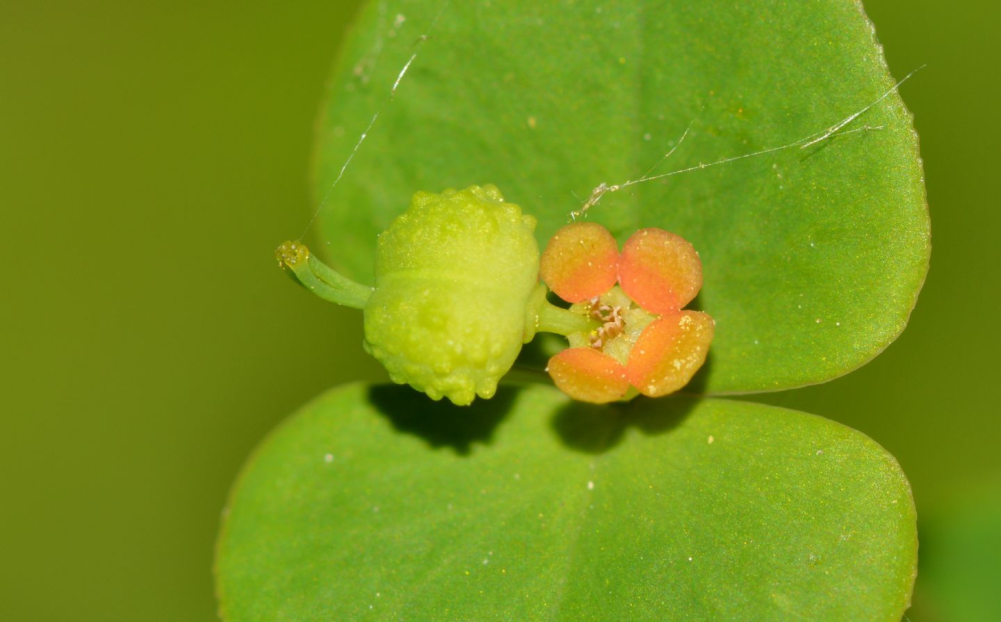 Che Euphorbia  ?  Euphorbia dulcis