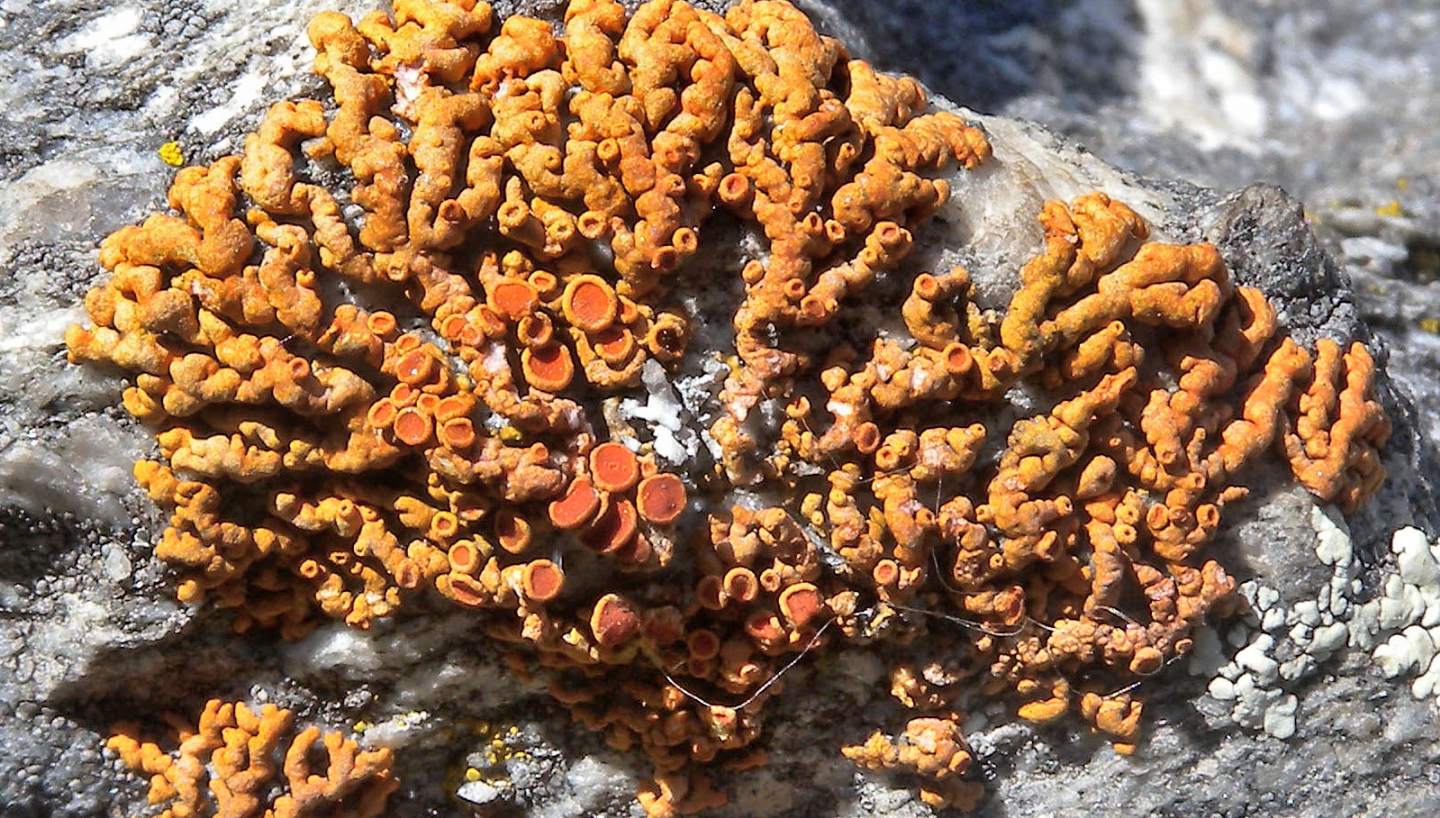 Lichene arancione