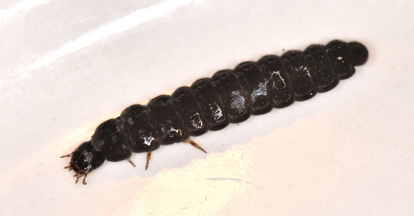Larva di ... Cantharidae