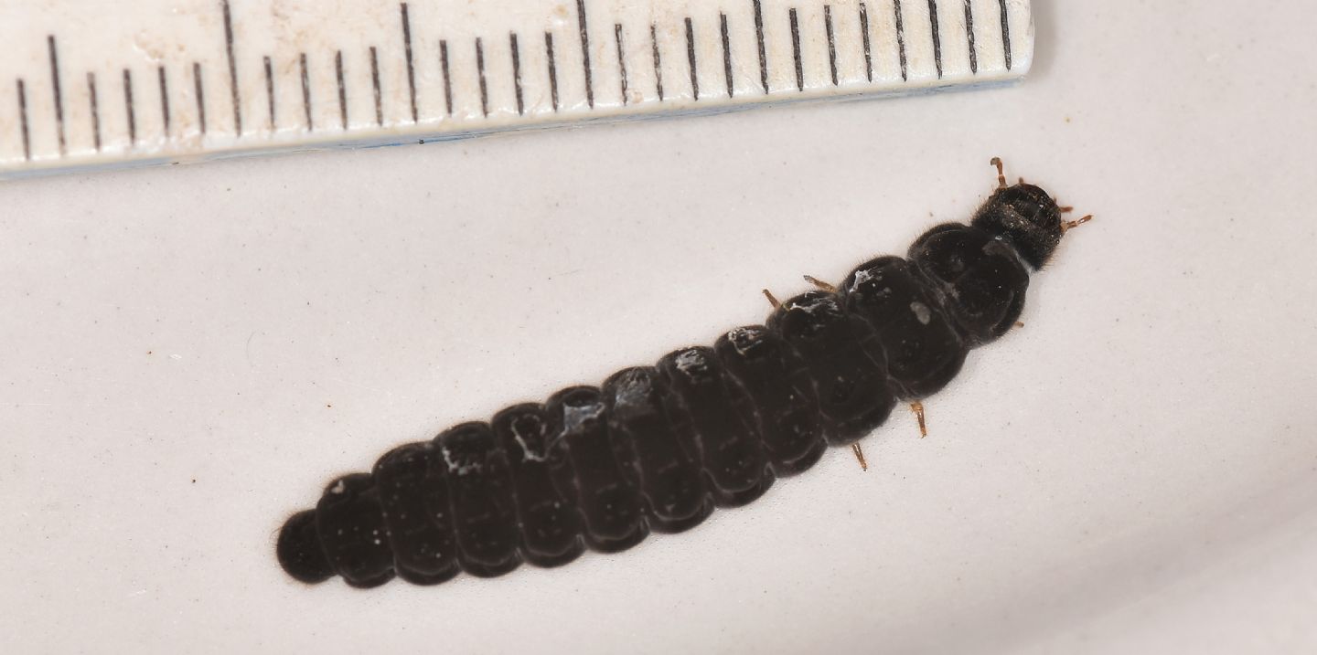 Larva di ... Cantharidae