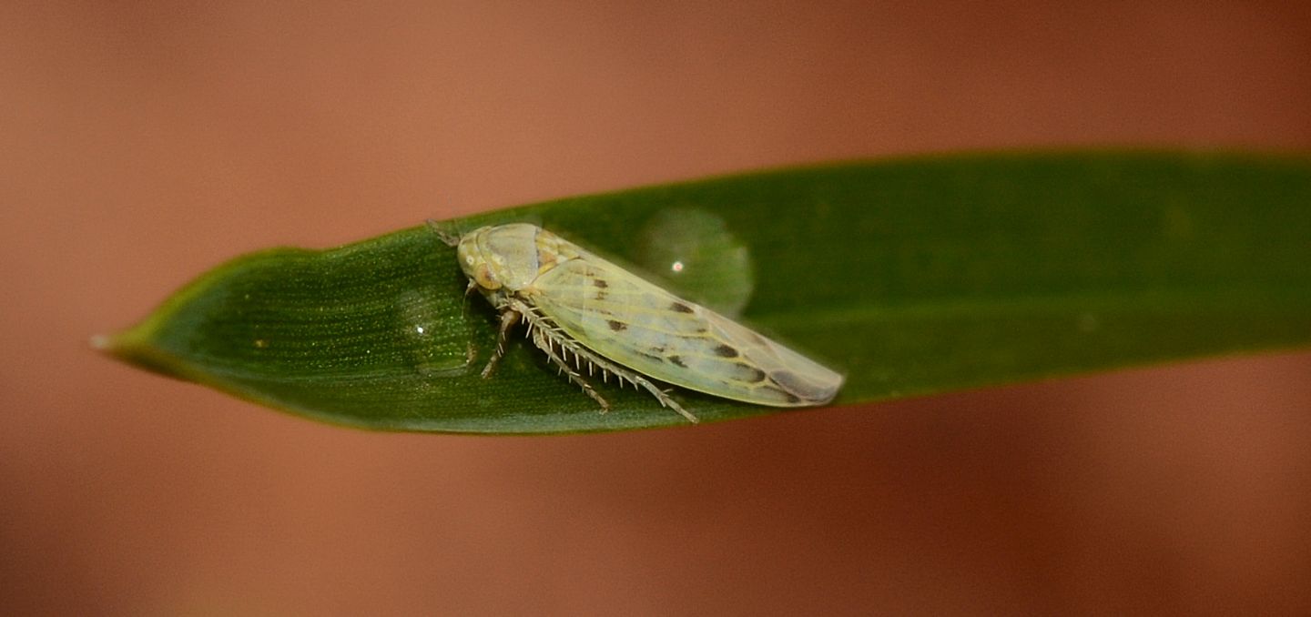 cicadella...forse id