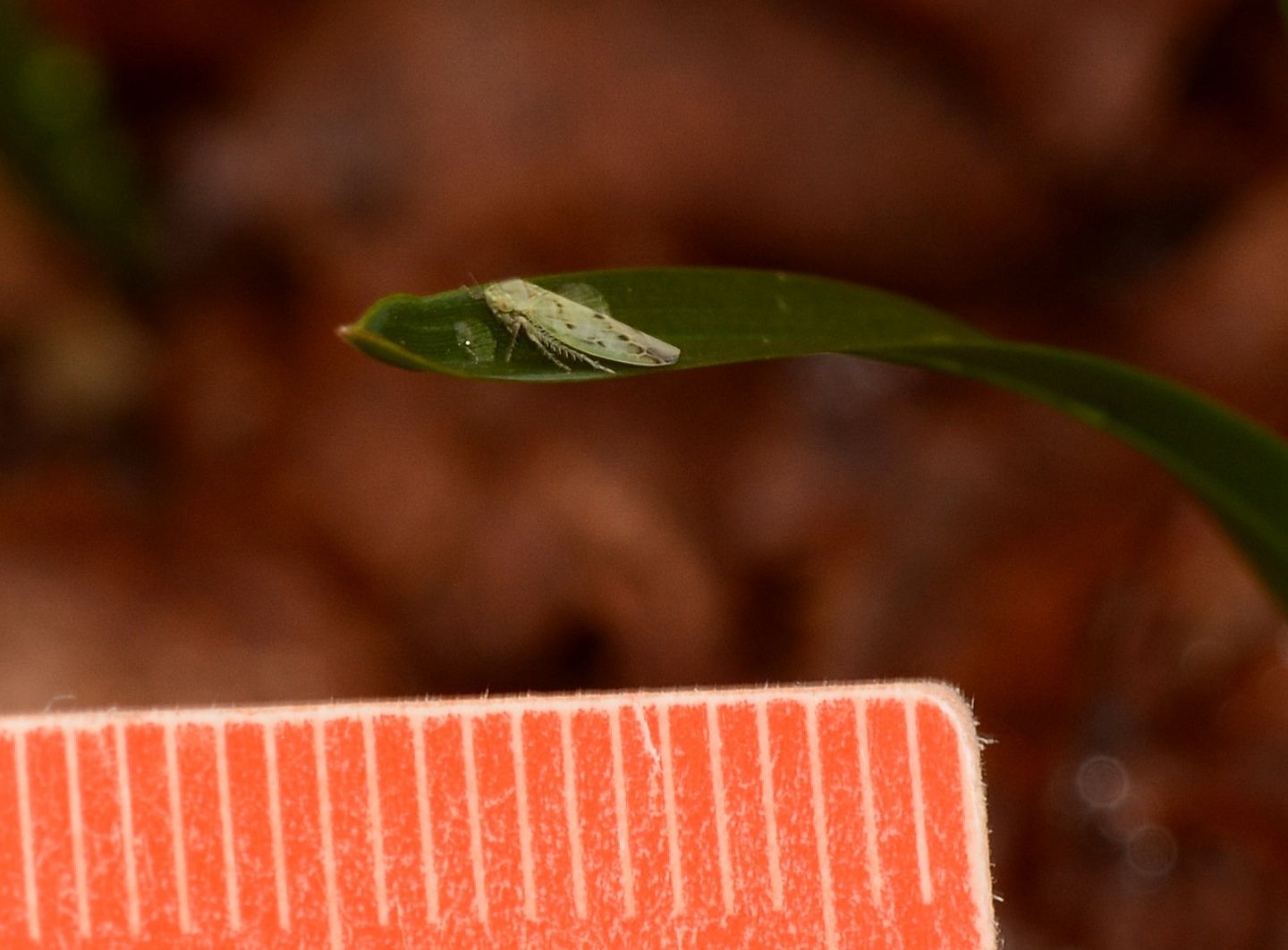 cicadella...forse id