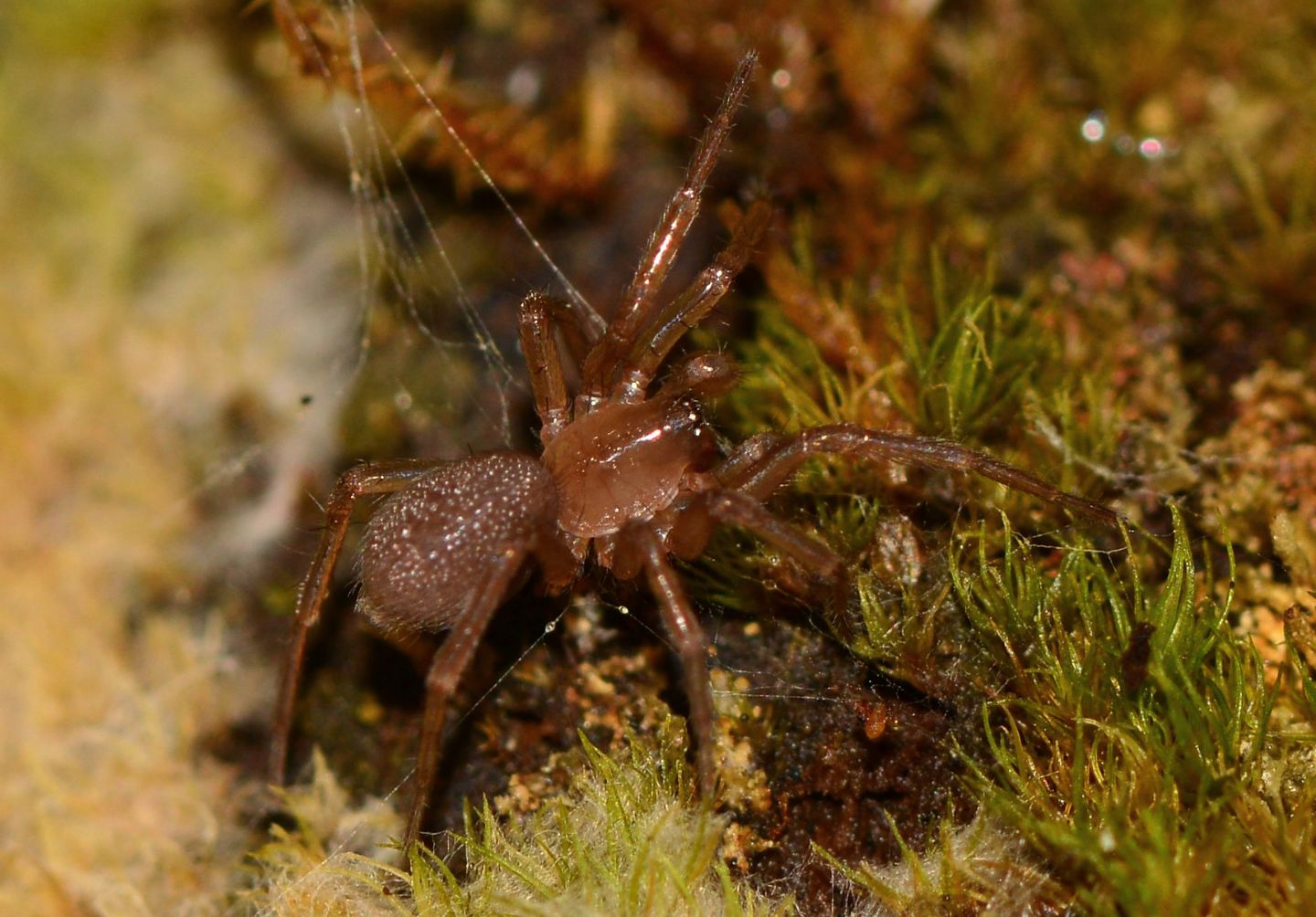 Ragno nel muschio: Cicurina sp. (cfr.) - Bannio Anzino (VCO)