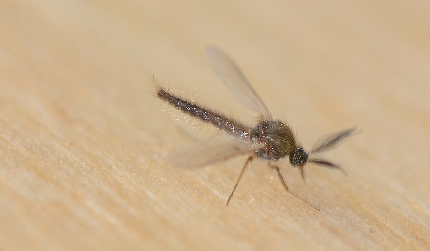 famiglia da id: maschio di Ceratopogonidae