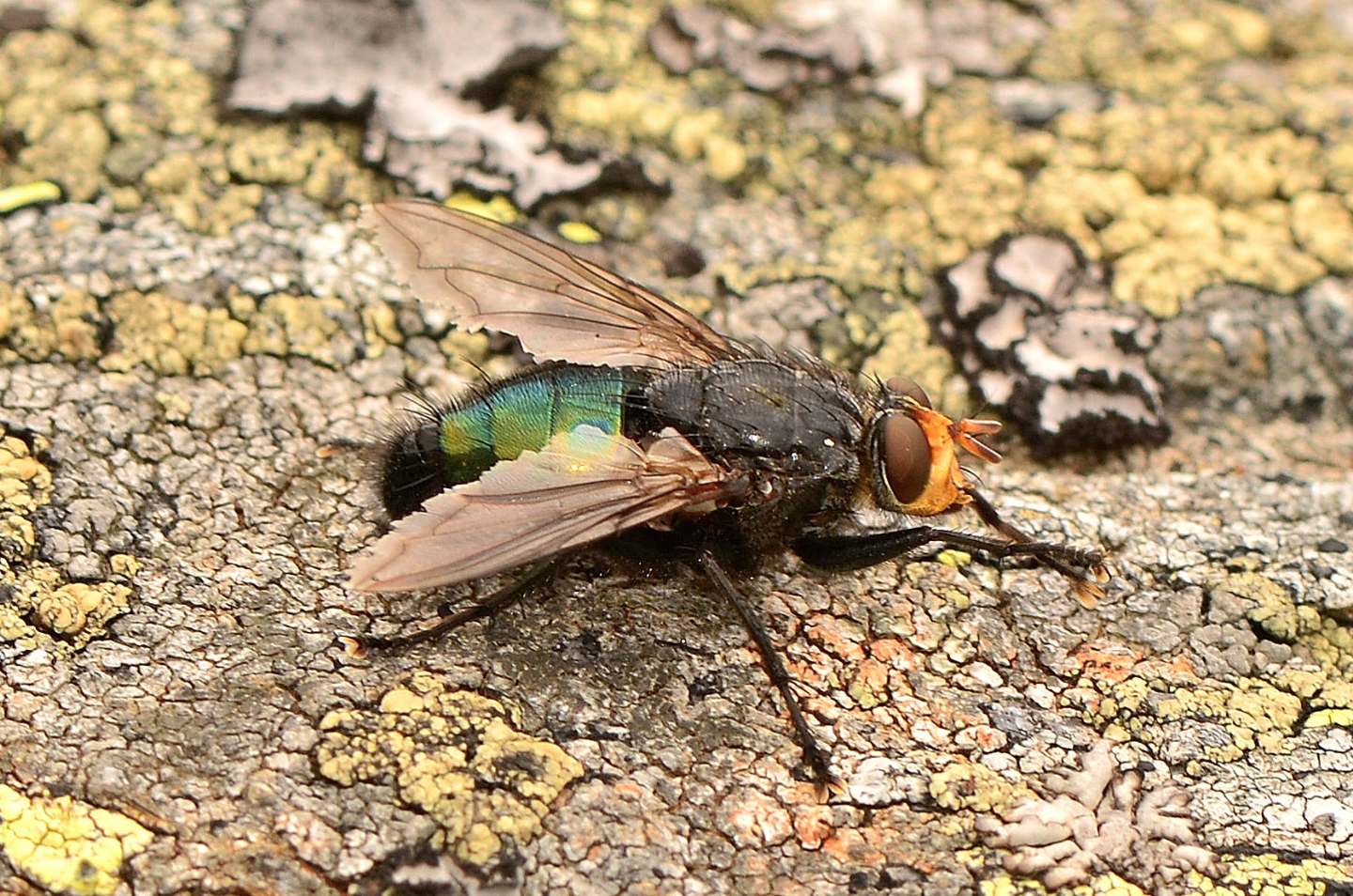 Cynomya mortuorum (Calliphoridae), maschio