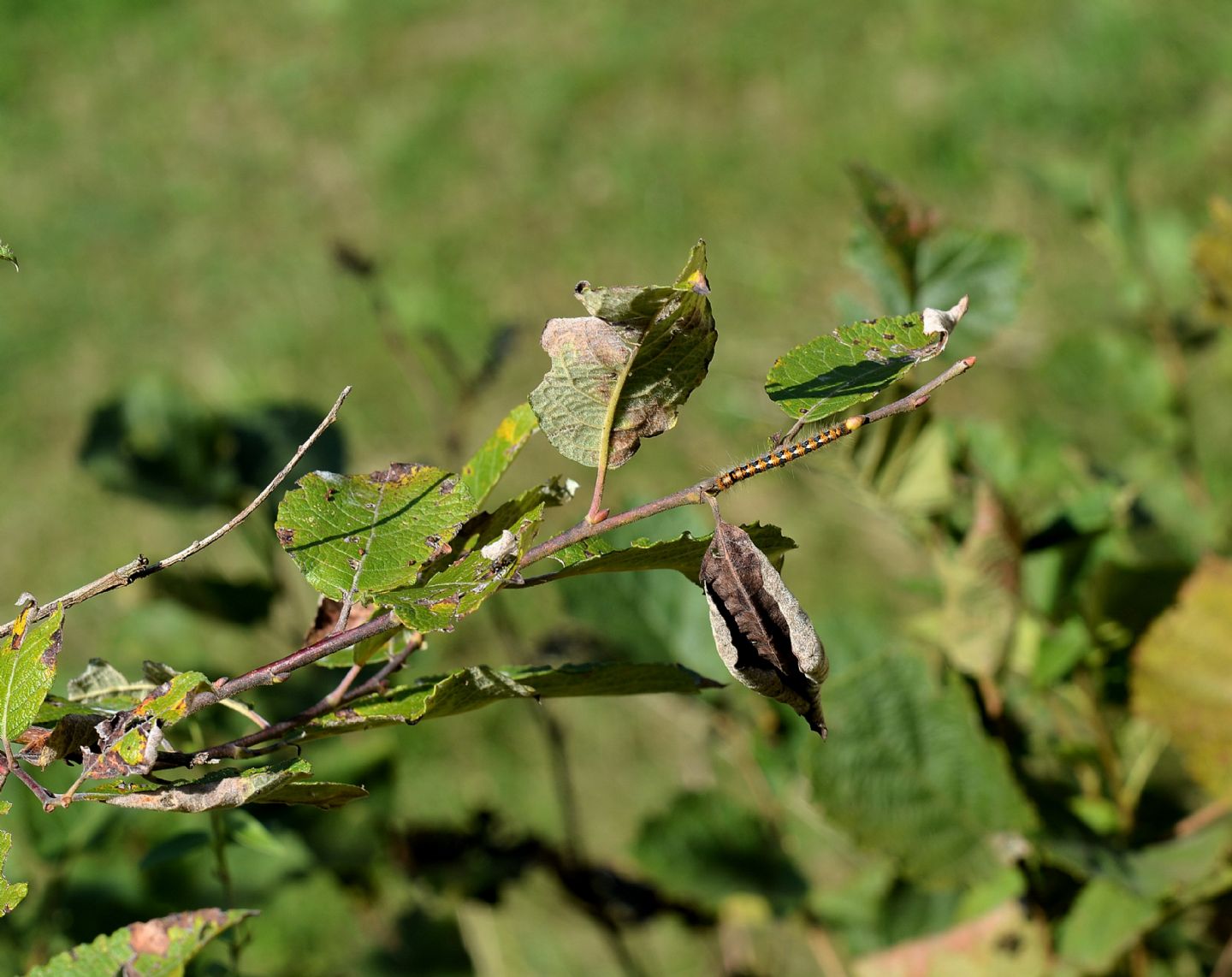 larva colorata: Lasiocampa (Lasiocampa) quercus - Lasiocampidae