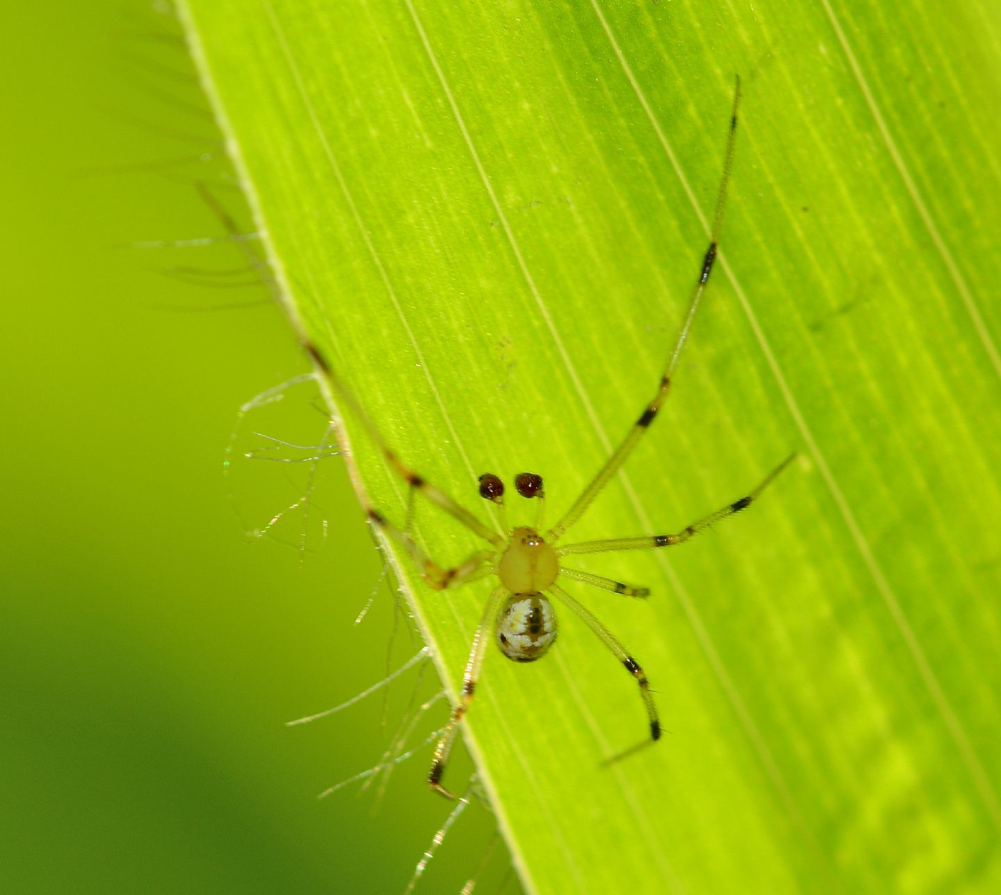 Enoplognatha cfr. ovata - Paullo (MI)
