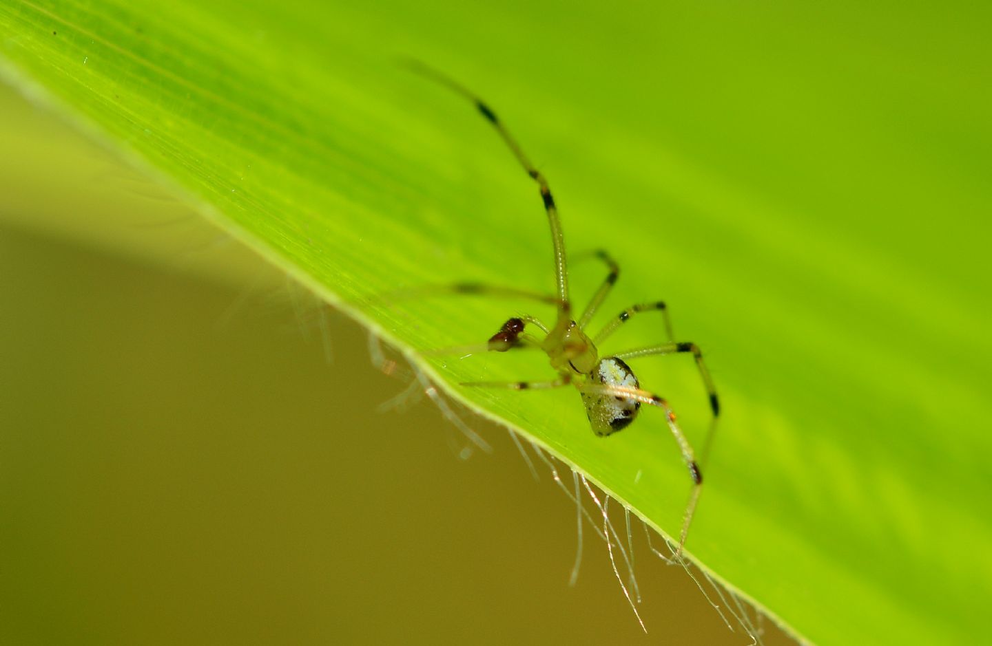 Enoplognatha cfr. ovata - Paullo (MI)