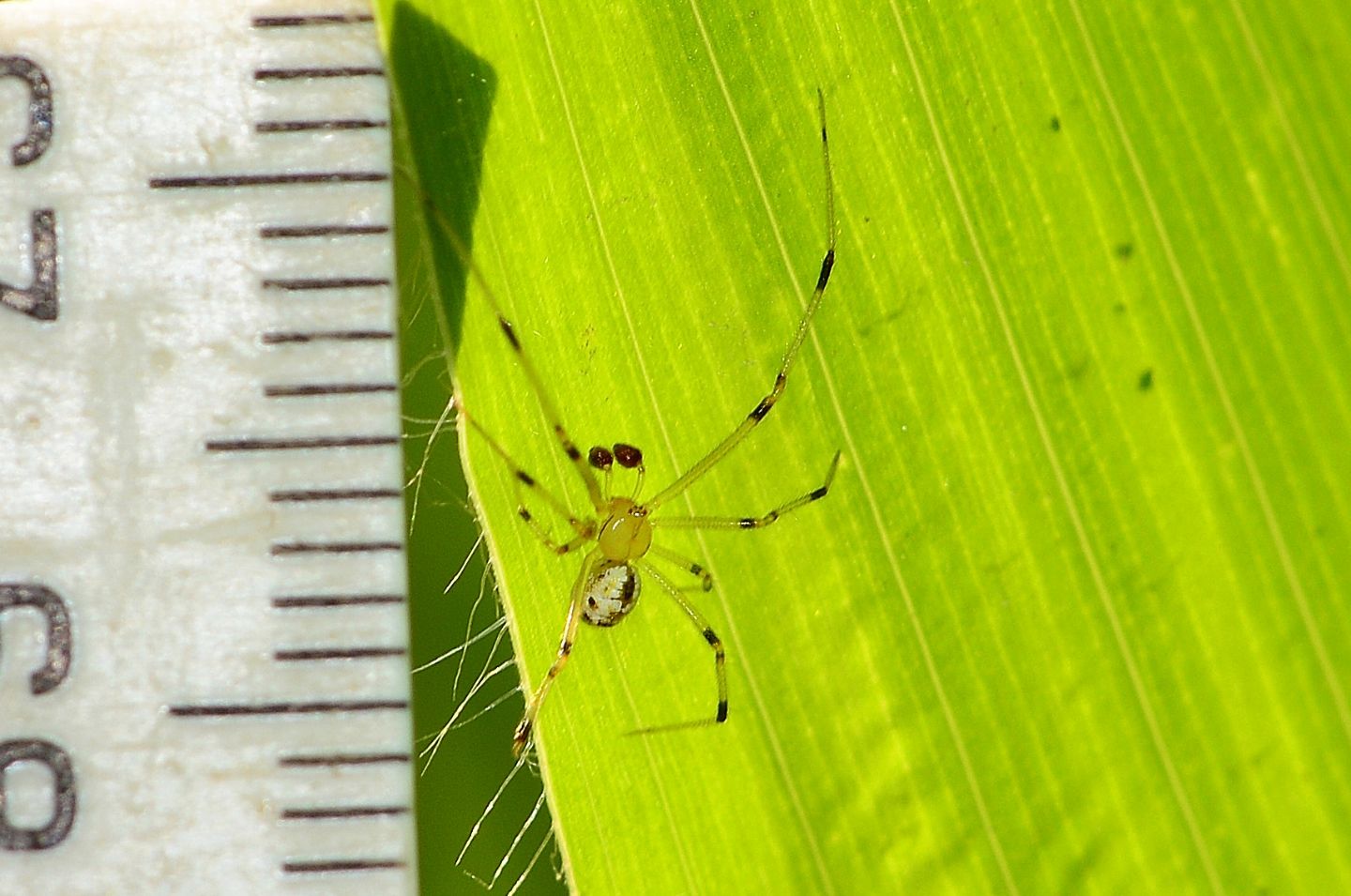 Enoplognatha cfr. ovata - Paullo (MI)