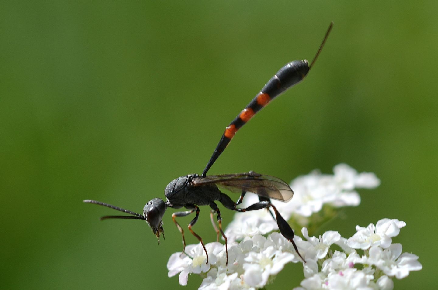 chi  ? Gasteruptiidae: Gasteruption sp.