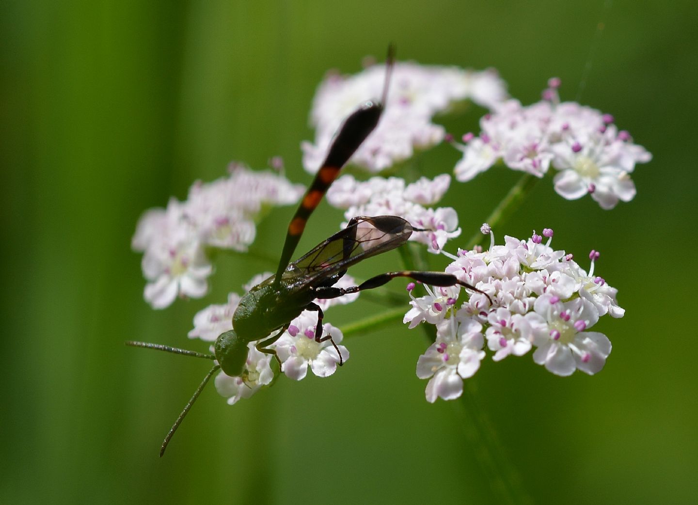 chi  ? Gasteruptiidae: Gasteruption sp.