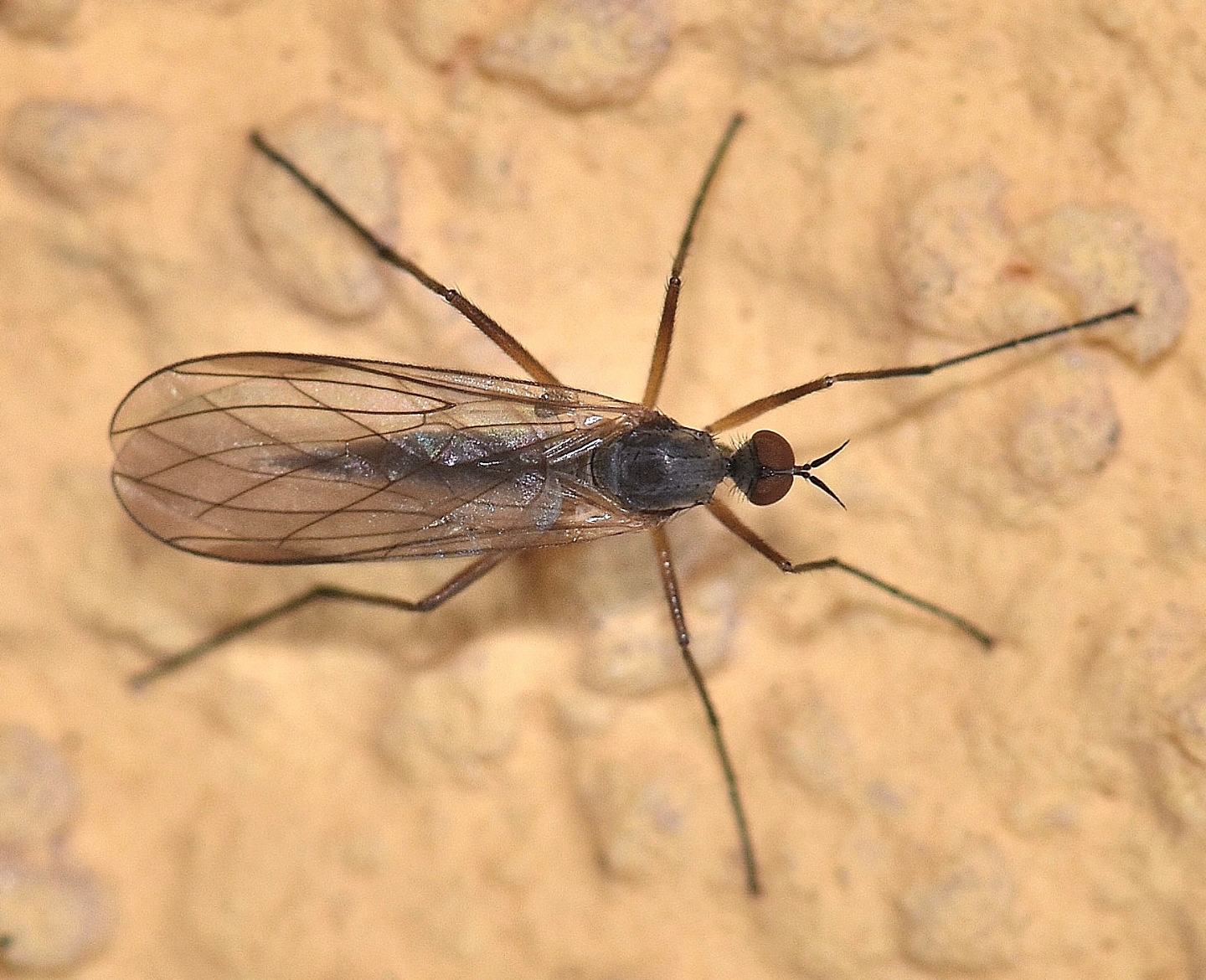 dittero da id: Rhamphomyia cfr. variabilis, femmina  (Empididae)