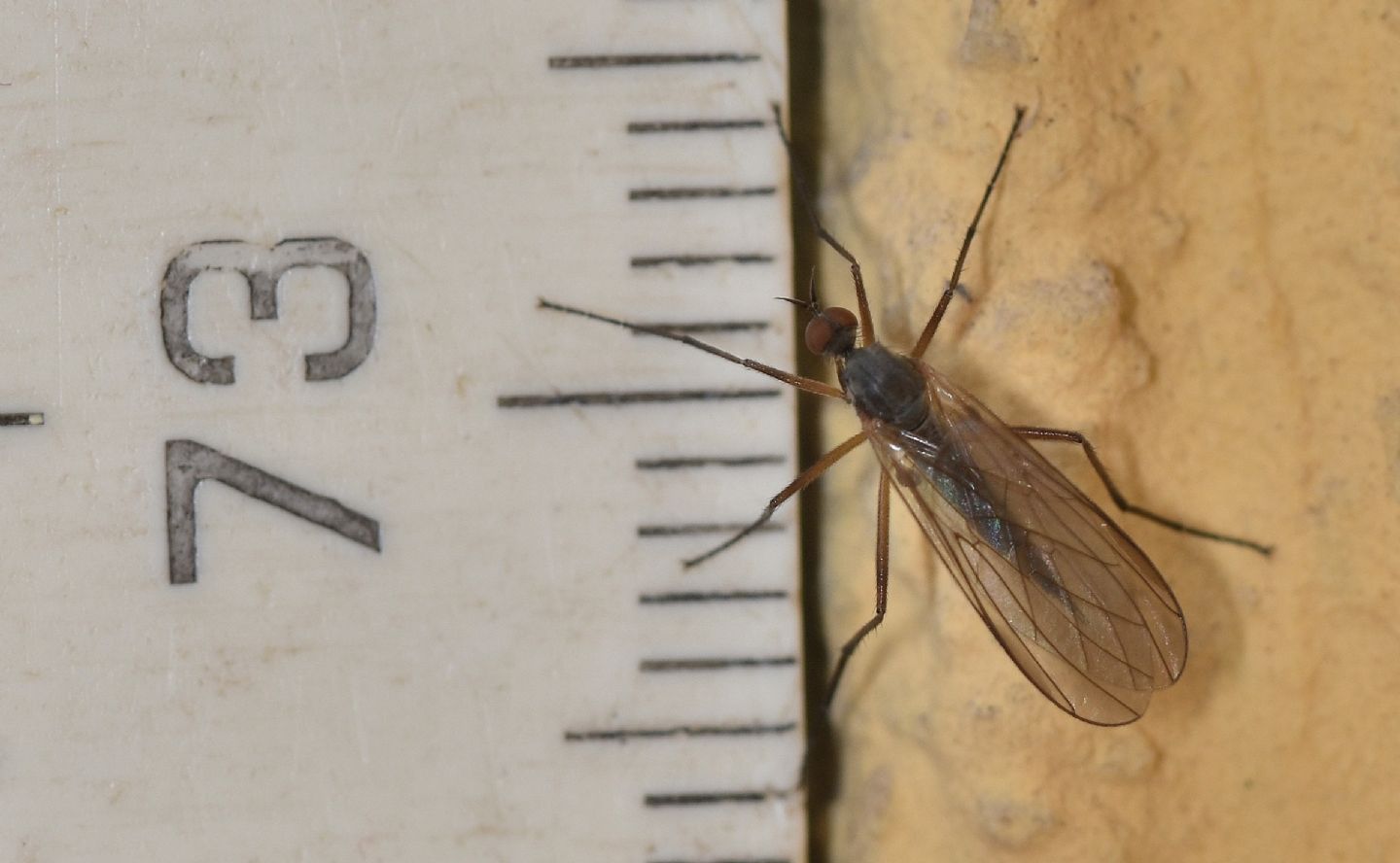 dittero da id: Rhamphomyia cfr. variabilis, femmina  (Empididae)