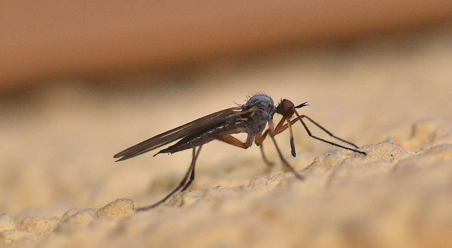 dittero da id: Rhamphomyia cfr. variabilis, femmina  (Empididae)