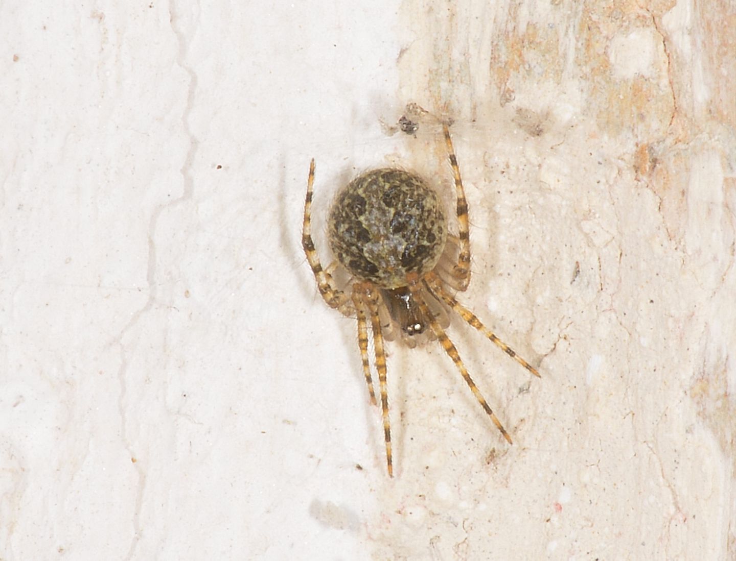 Theridion sp. - Bannio Anzino (VCO)