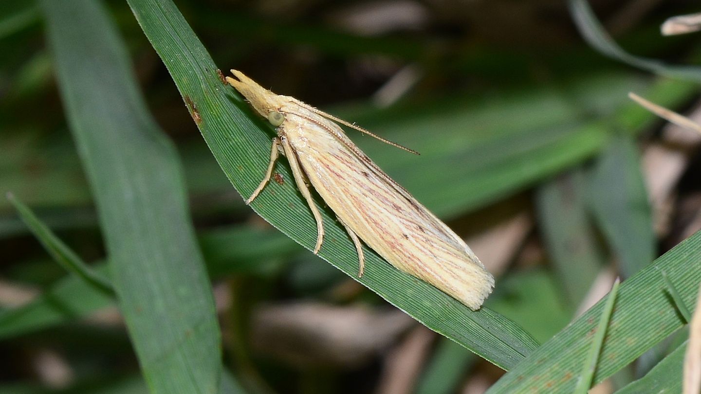 Pyralidae: Ematheudes punctella