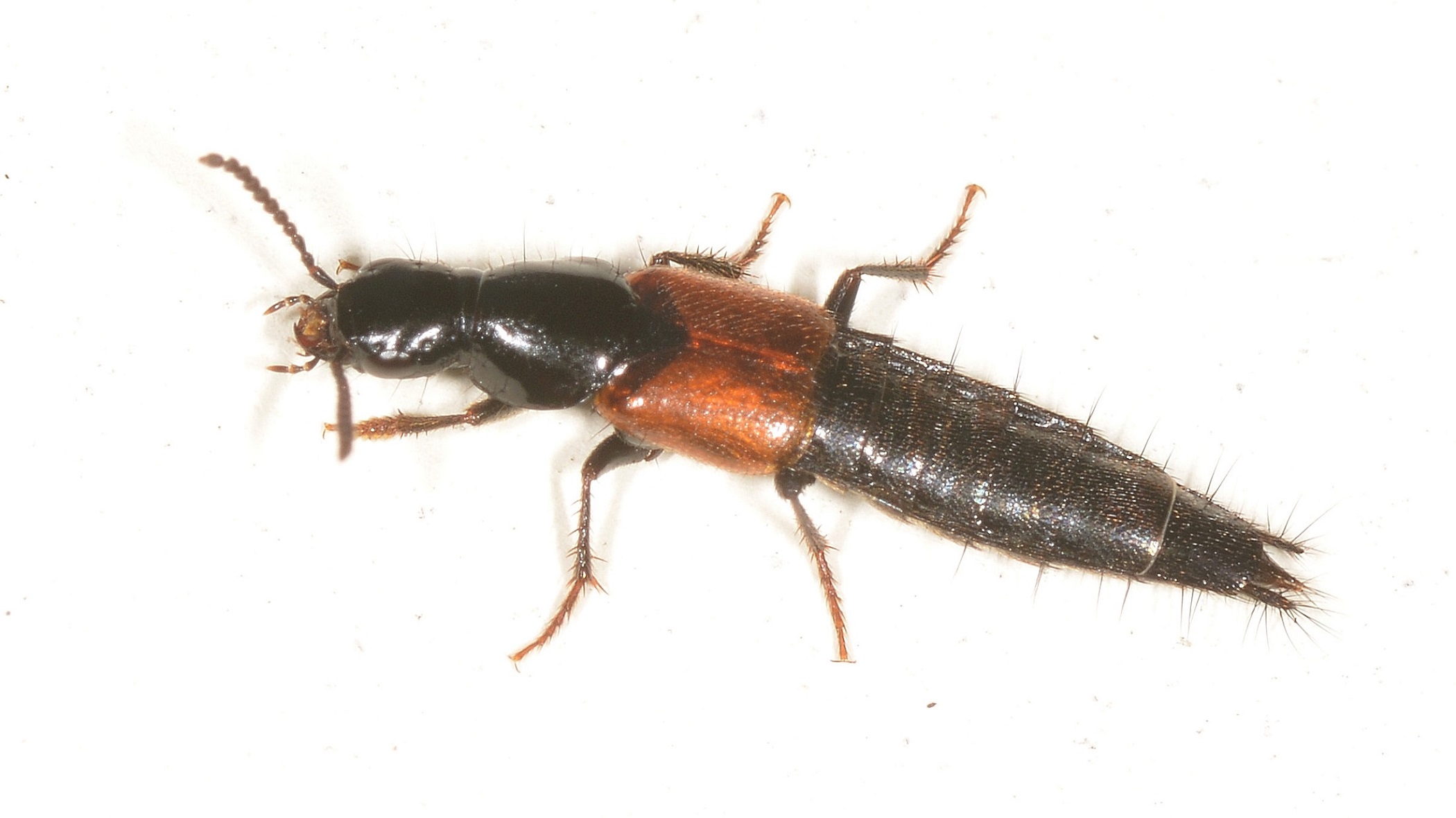 Staphylinidae: Quedius (Microsaurus) sp.