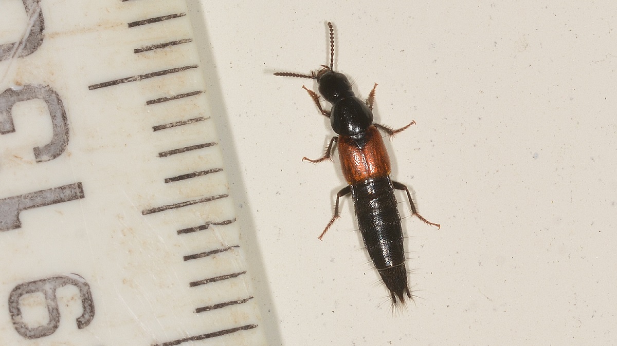 Staphylinidae: Quedius (Microsaurus) sp.