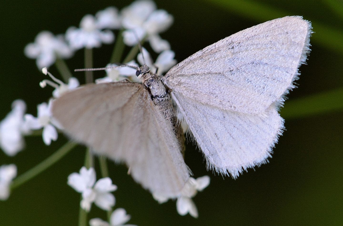 Geometridae - Minoa murinata