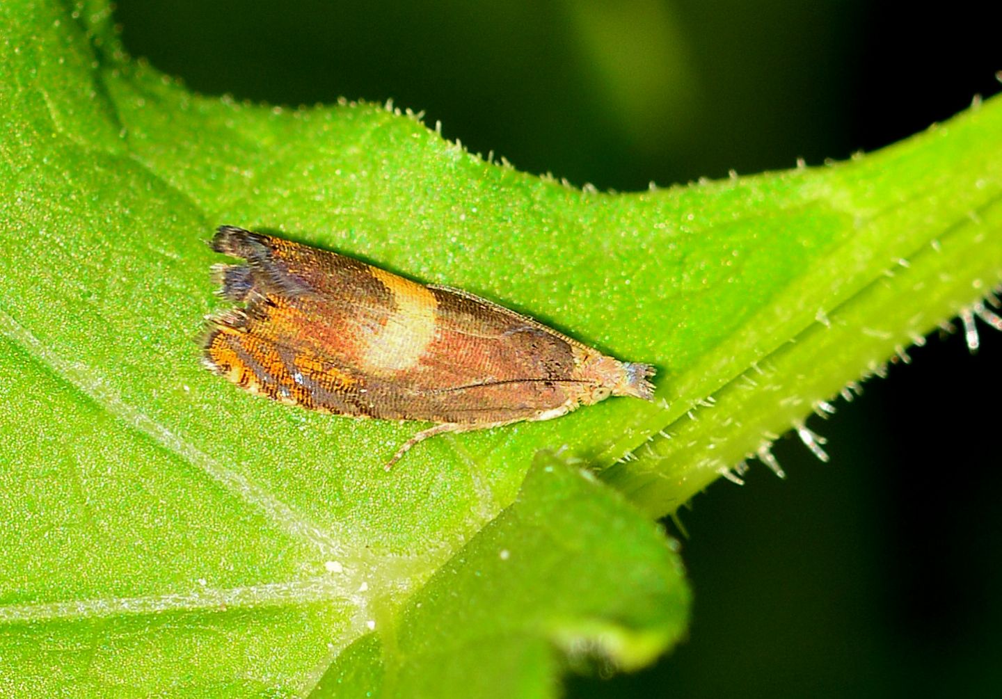 Tortricidae da id; Dichrorampha sp
