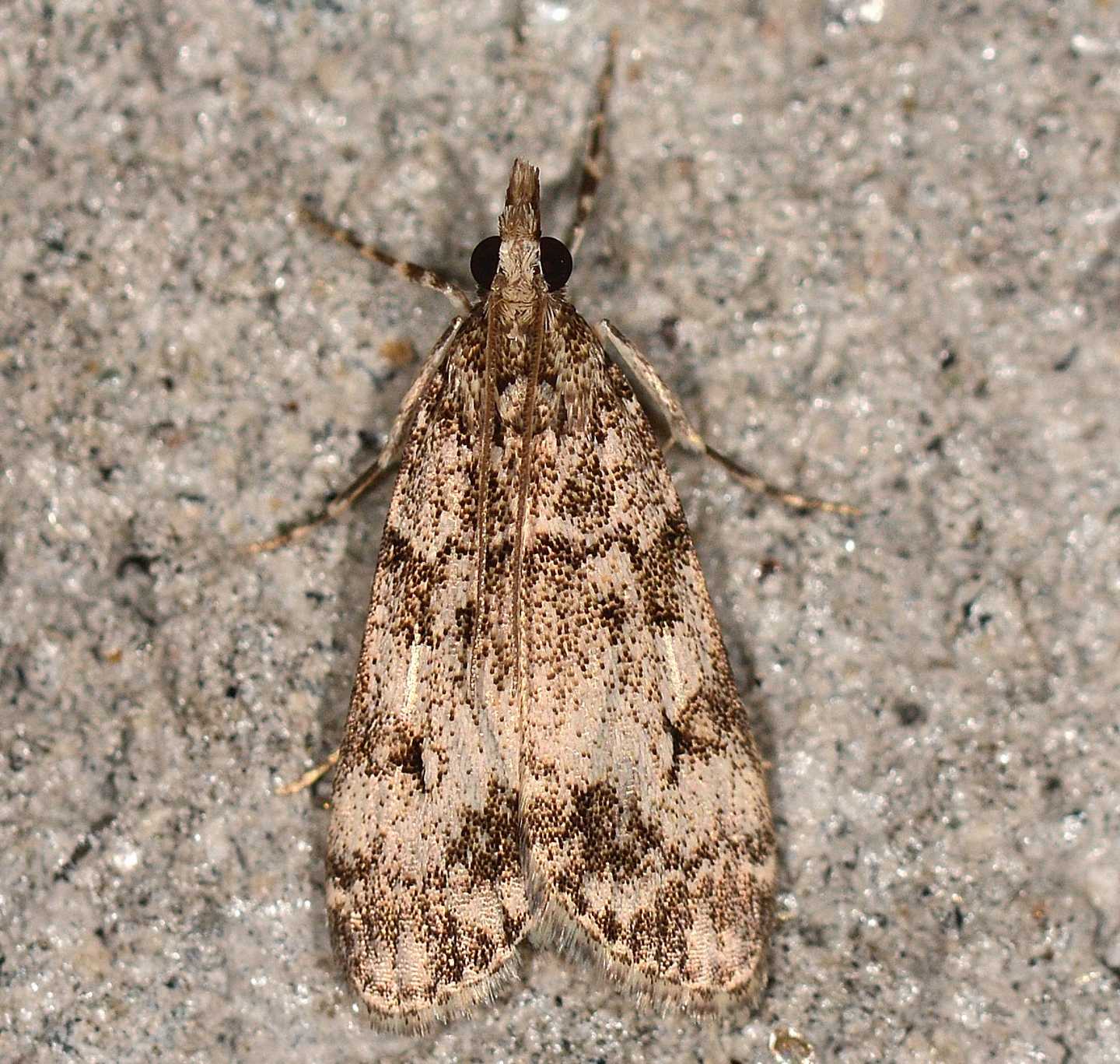 Eudonia lacustrata - Crambidae