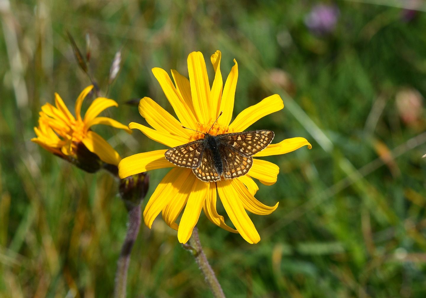 Nymphalidae: Euphydryas glaciegenita