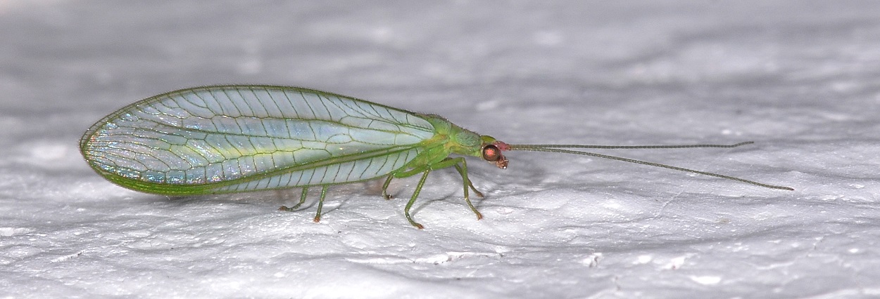 Peyerimhoffina gracilis (Chrysopidae)