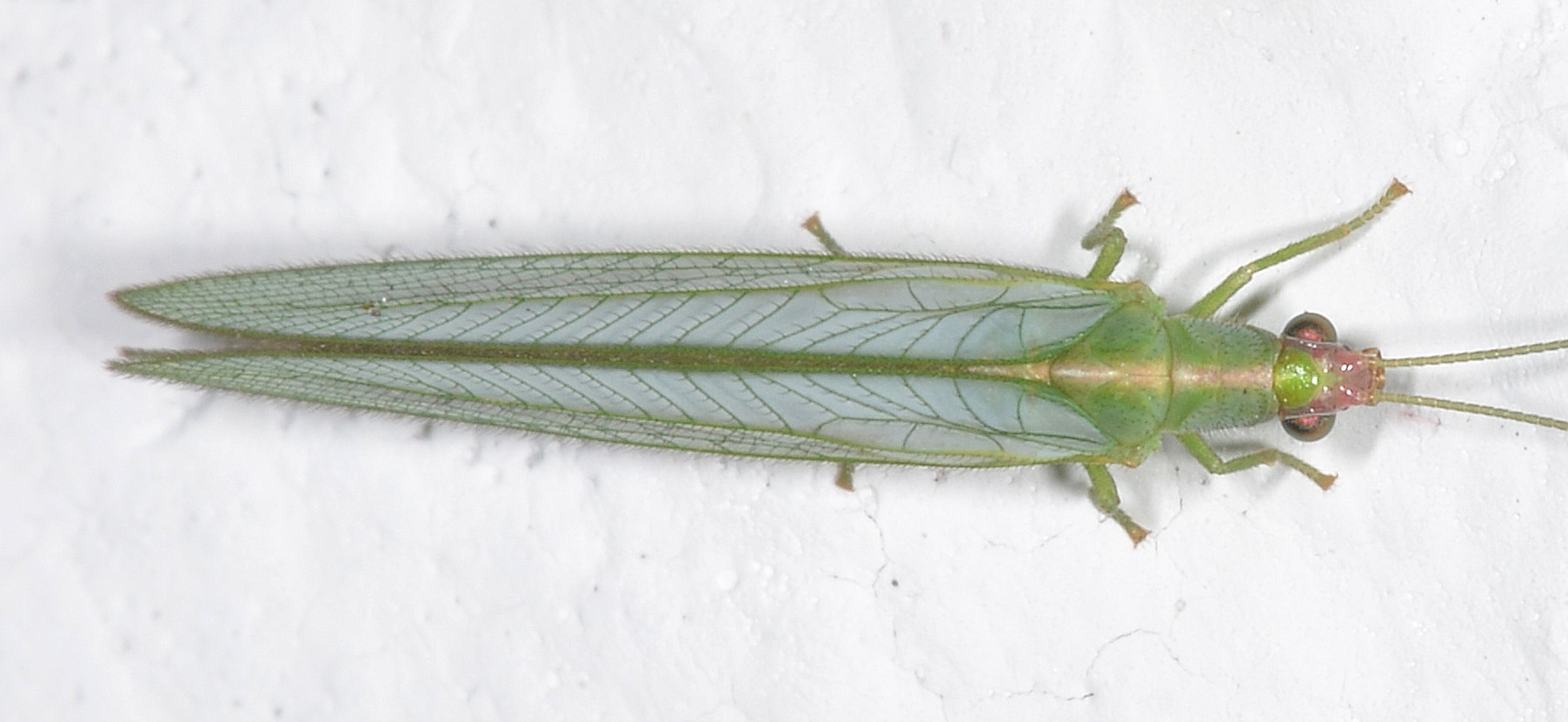 Peyerimhoffina gracilis (Chrysopidae)