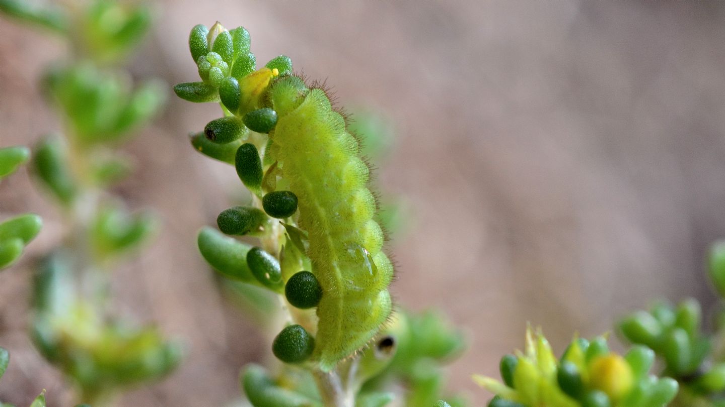 larva verde di Lycenidae da id.