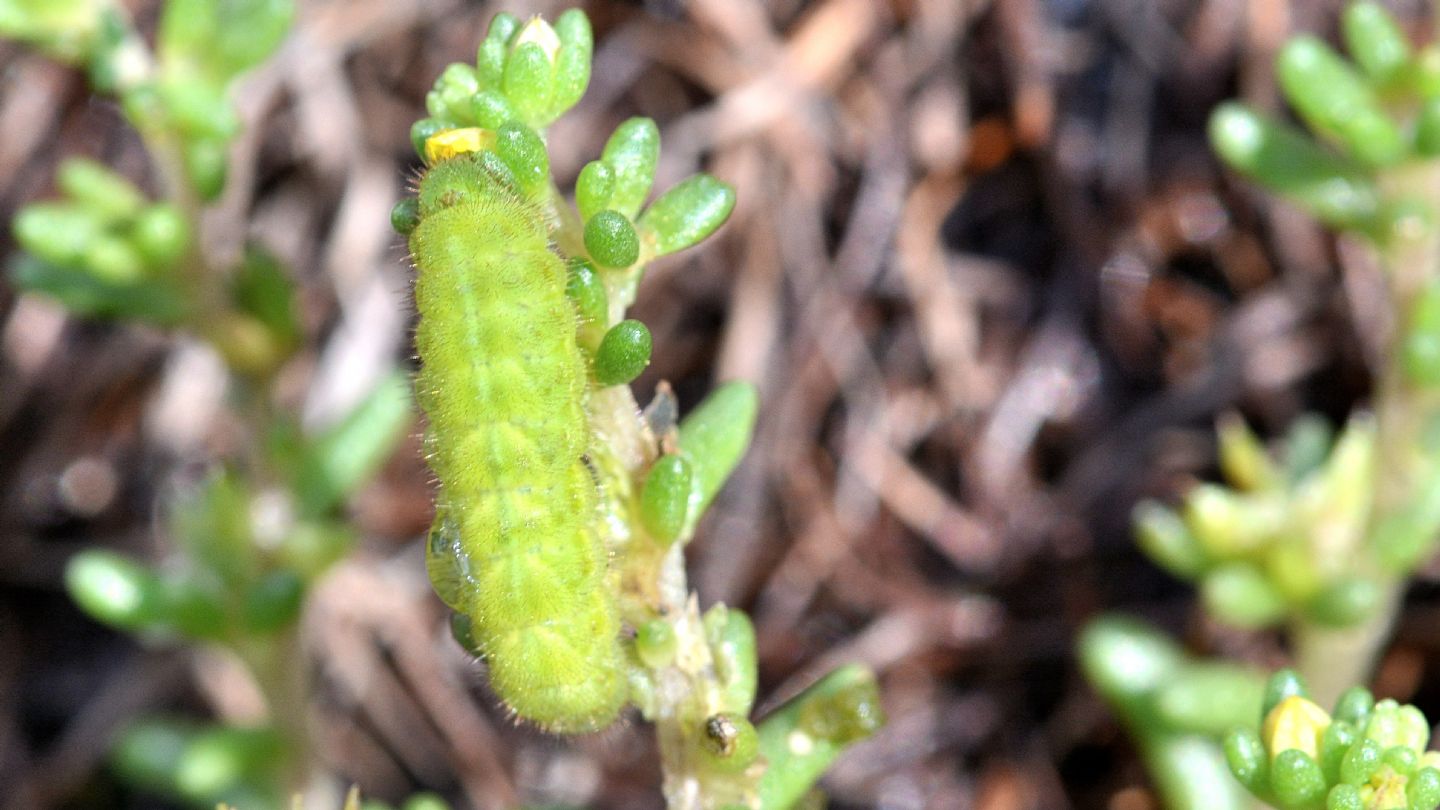 larva verde di Lycenidae da id.