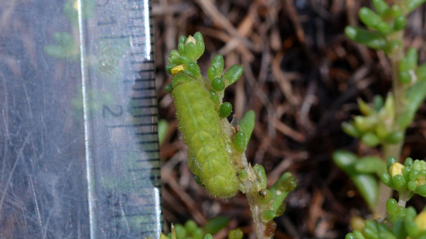 larva verde di Lycenidae da id.