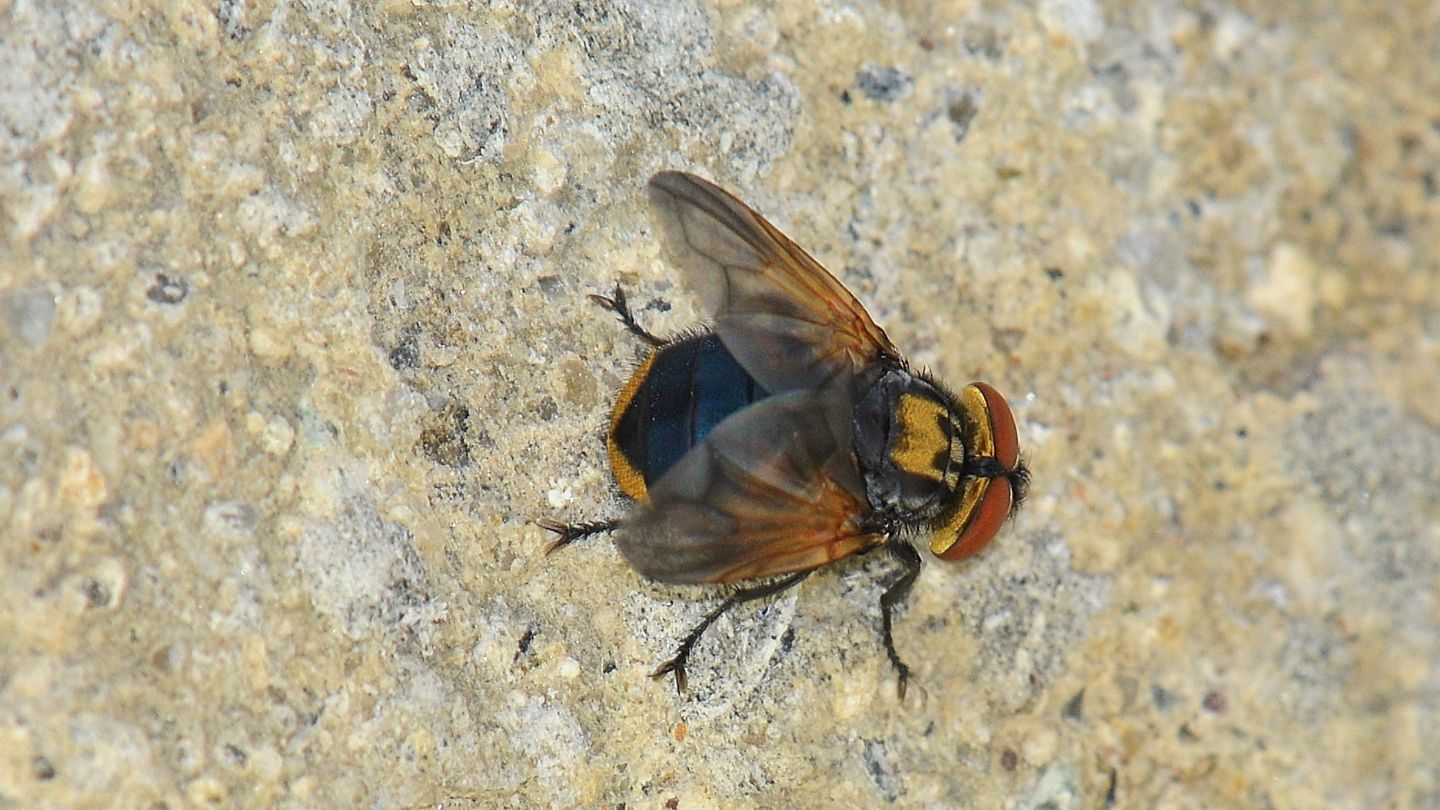 mosca colorata: Phasia cfr. aurigera  (Tachinidae)