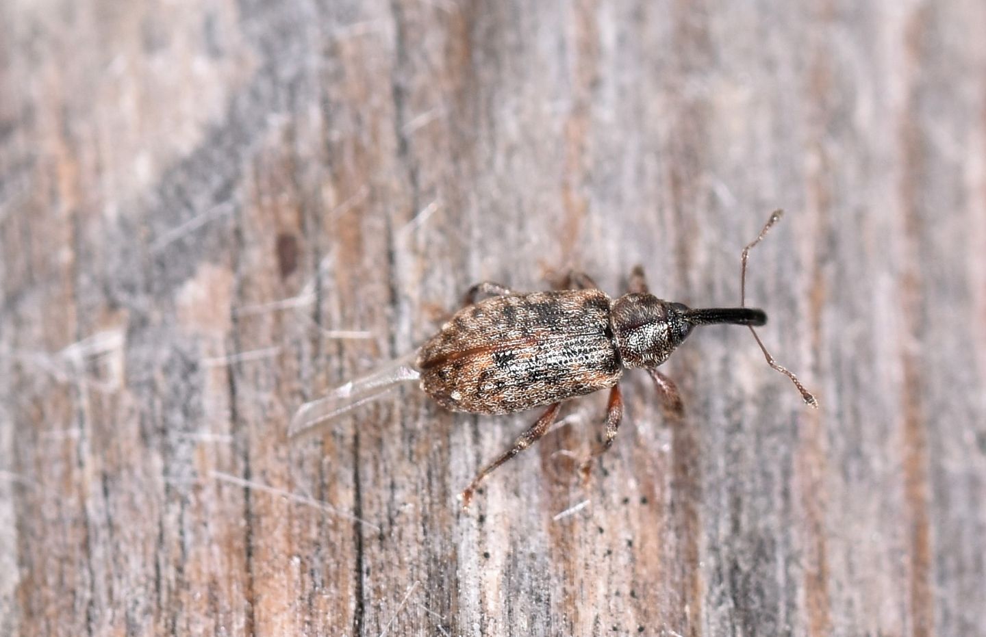 Curculionidae: Dorytomus dejeani