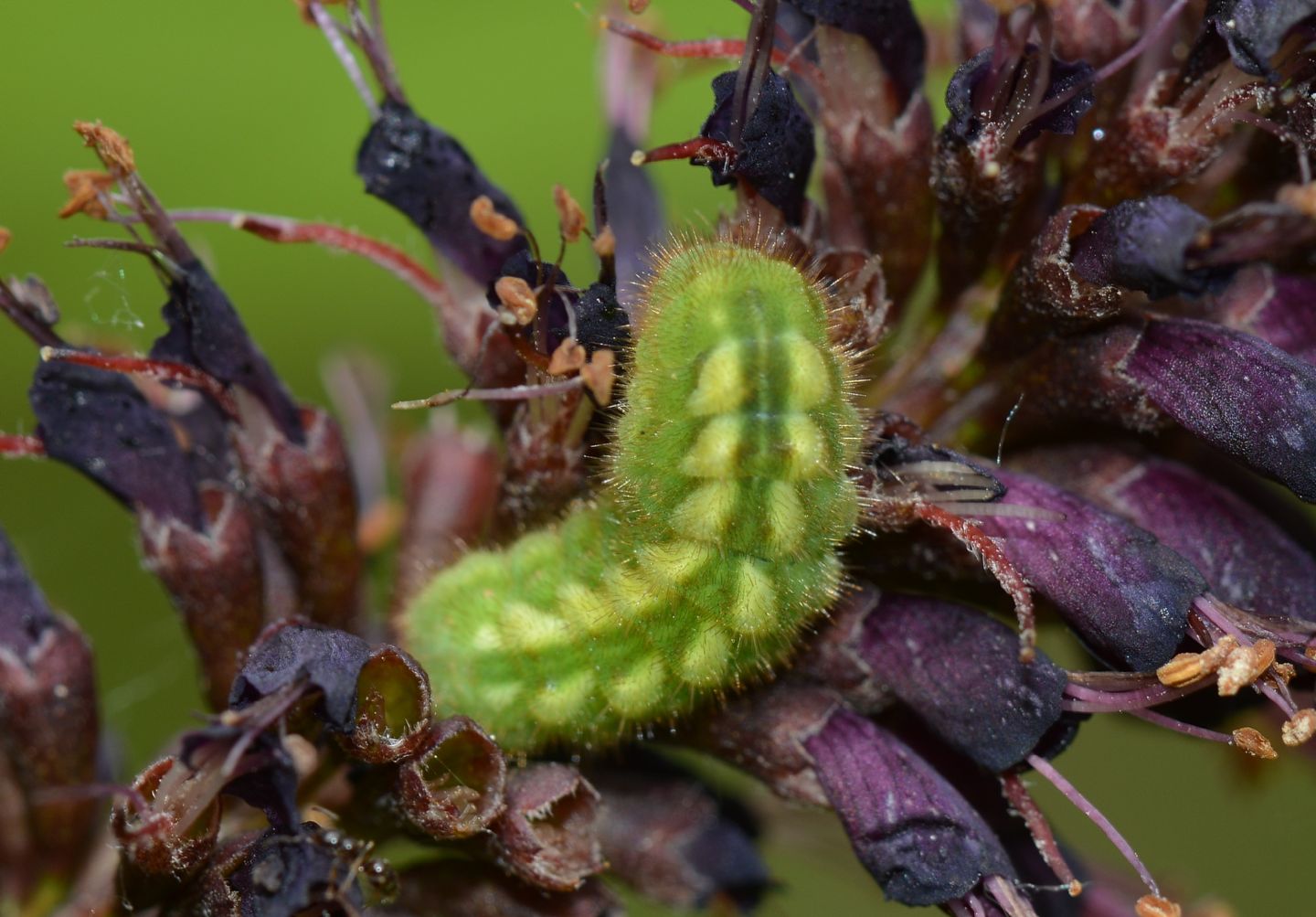 larva di Lycenidae da id.