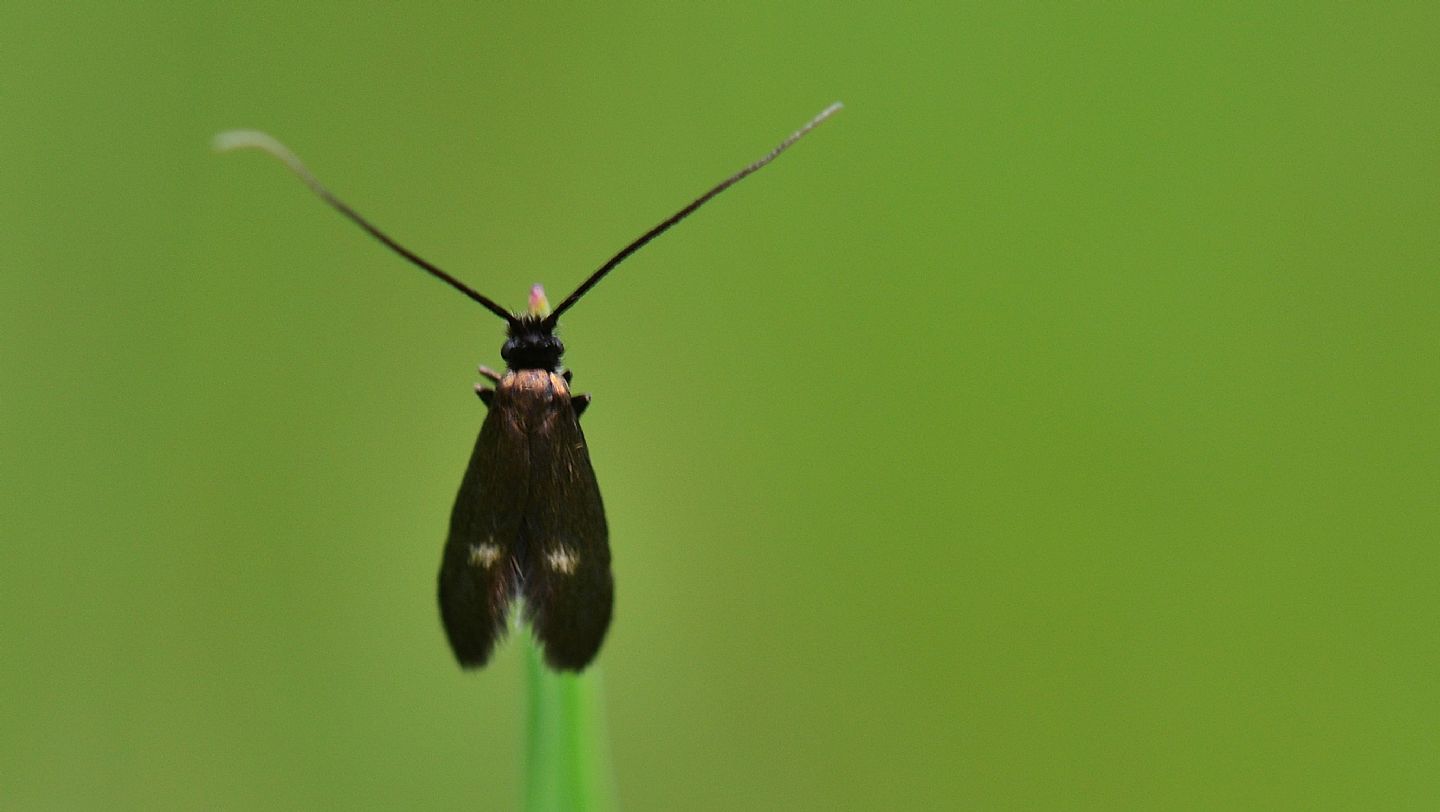 farfallina ? - Cauchas rufimitrella, Adelidae